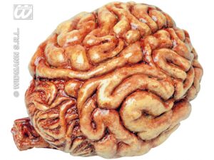 Πλαστικός ανθρώπινος εγκέφαλος